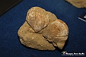 VBS_9548 - Museo Paleontologico - Asti
